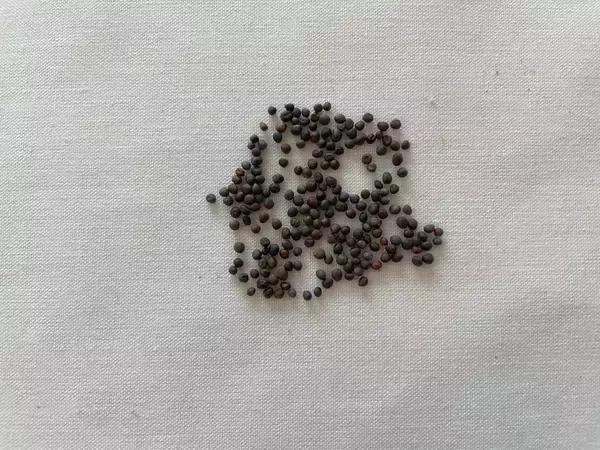 「【ダイソー】こちらカフェのTO GOカップじゃありません！ハンディサイズのプランターで家庭菜園に挑戦！」の画像