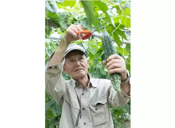 「【田園日記～農と人の物語～】色の濃さと、日もちのよさが自慢の「ゴーヤー」」の画像
