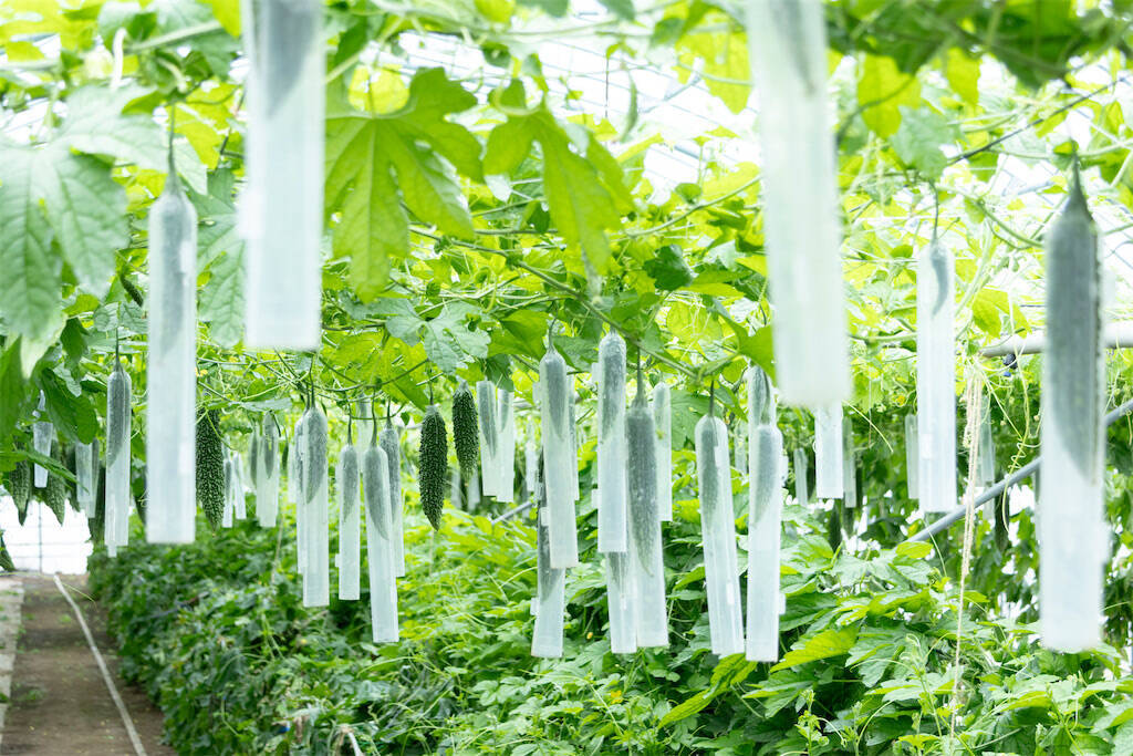 【田園日記～農と人の物語～】色の濃さと、日もちのよさが自慢の「ゴーヤー」