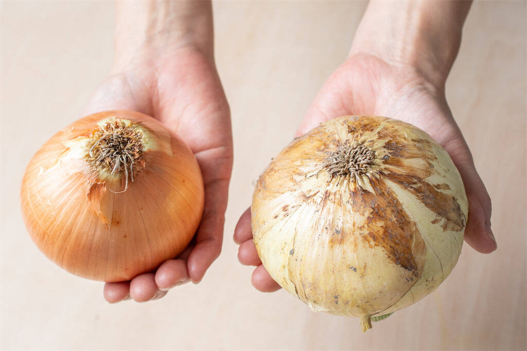 【野菜クイズ】「春の味覚！新玉ねぎを保存するなら…常温or冷蔵？」え、そっちが正解なの!?【青髪のテツ】