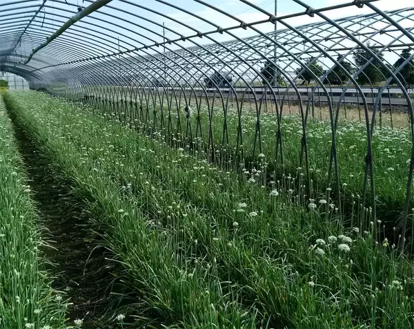 「【ニラ農家直伝レシピ】豆腐にニラあんが絡む～「豆腐のニラあんスープ」あっさり味で暑い日にも◎」の画像