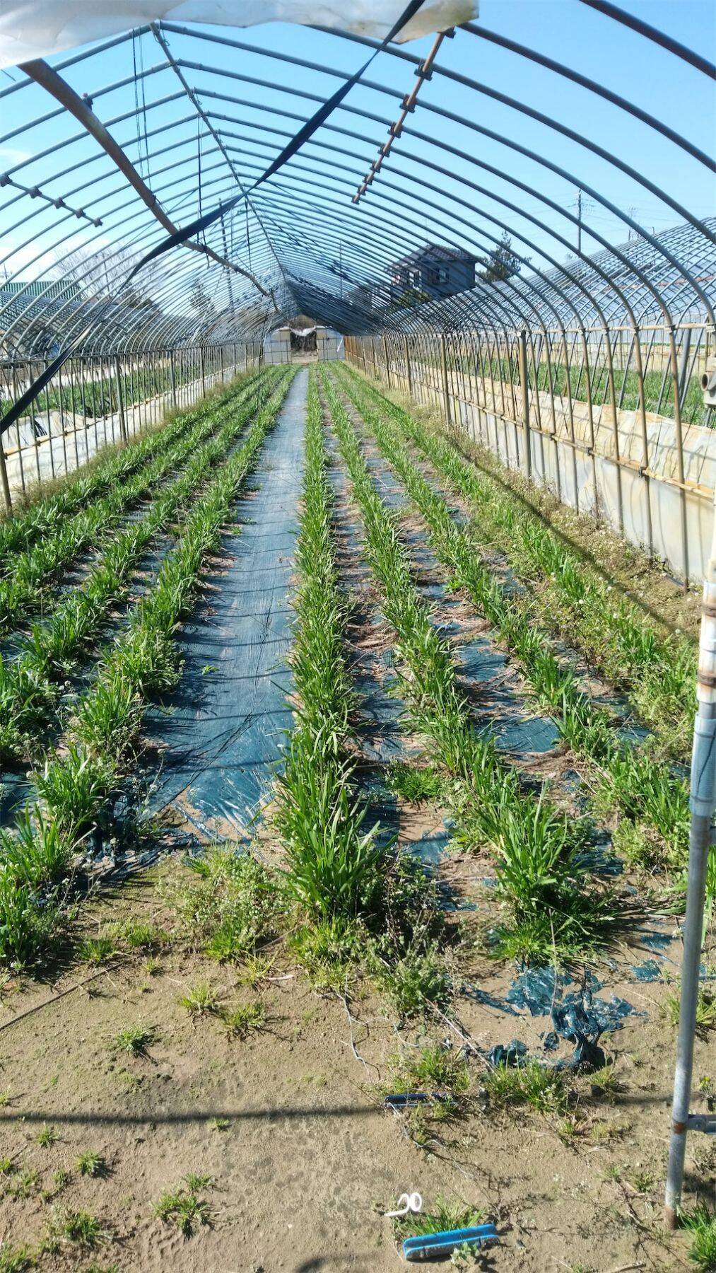 【ニラ農家直伝レシピ】豆腐にニラあんが絡む～「豆腐のニラあんスープ」あっさり味で暑い日にも◎