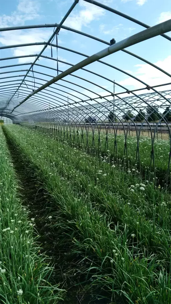 「【ニラ農家直伝！ご飯のお供】まんま家系味噌とんこつラーメン風⁉「万能ニラ味噌」感動レシピ初公開！」の画像