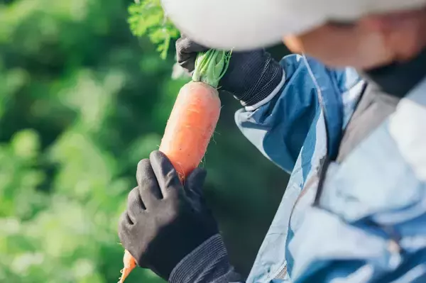 「【まるで焼き芋!?】炊飯器一発！ニンジン農家直伝の「まるごとニンジンご飯」はねっとり甘くて子ども爆食♪」の画像
