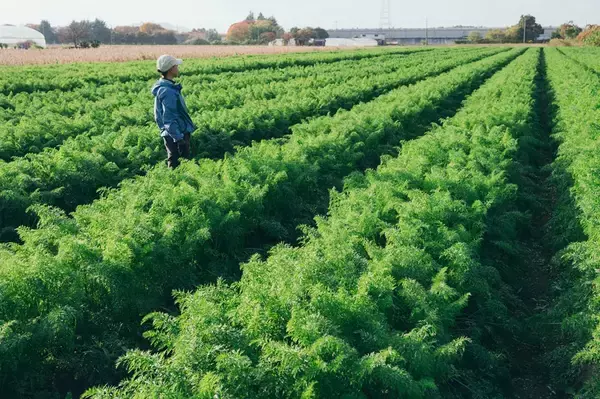 「【まるで焼き芋!?】炊飯器一発！ニンジン農家直伝の「まるごとニンジンご飯」はねっとり甘くて子ども爆食♪」の画像