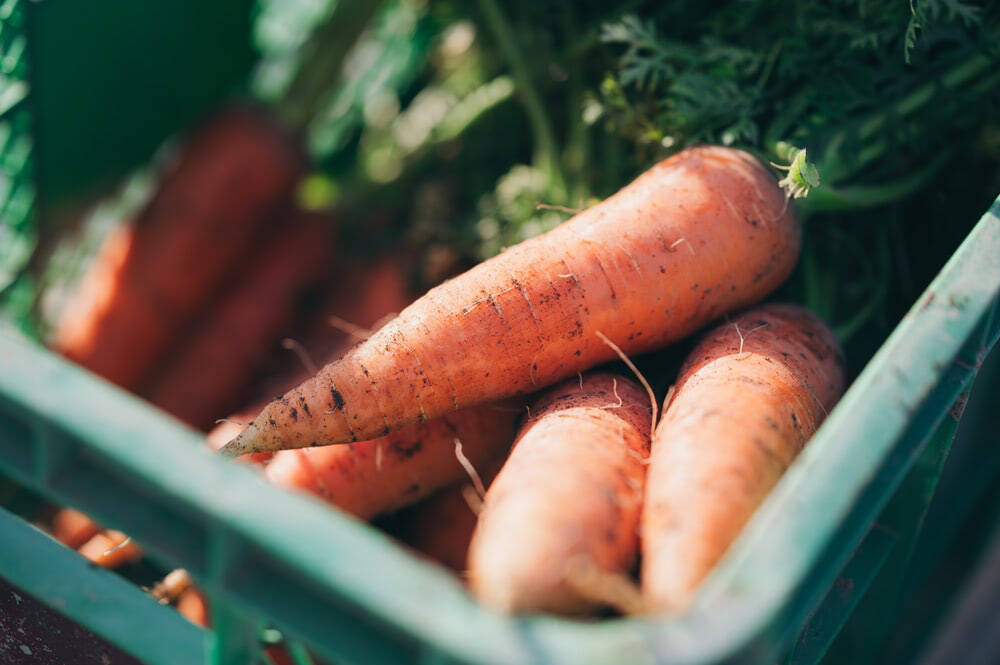 【まるで焼き芋!?】炊飯器一発！ニンジン農家直伝の「まるごとニンジンご飯」はねっとり甘くて子ども爆食♪