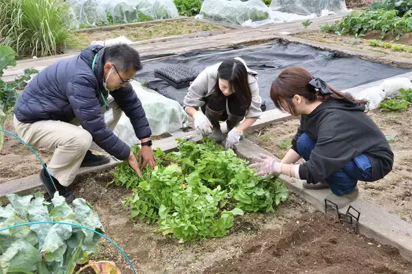「【にちにち農ガール】小松菜、ほうれん草、春菊…種を蒔いた葉物野菜の1か月後は⁉間引いた野菜で料理も♪」の画像