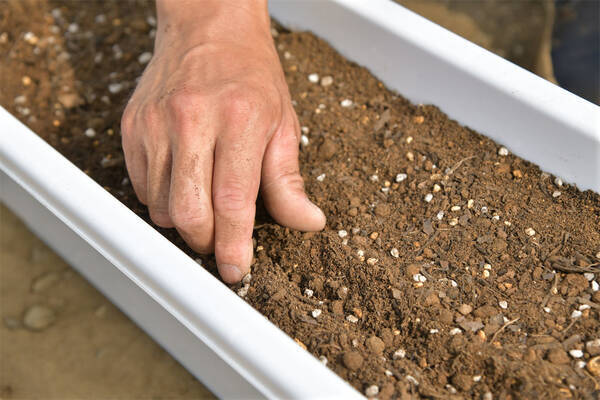 初めてのプランター栽培 この春デビュー ベランダ菜園でルッコラ他 おしゃれな西洋野菜を育てよう 22年3月16日 エキサイトニュース 初めてのプランター栽培 この春デビュー ベランダ菜園でルッコラ他 おしゃれな西洋野菜を育てよう 22年3月16日 エキサイトニュース