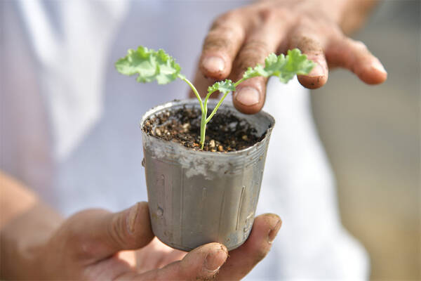 初めてのプランター栽培 この春デビュー ベランダ菜園でルッコラ他 おしゃれな西洋野菜を育てよう 22年3月16日 エキサイトニュース 初めてのプランター栽培 この春デビュー ベランダ菜園でルッコラ他 おしゃれな西洋野菜を育てよう 22年3月16日 エキサイトニュース