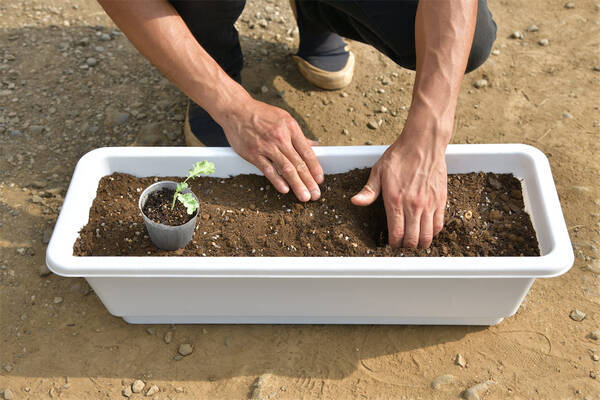 初めてのプランター栽培 この春デビュー ベランダ菜園でルッコラ他 おしゃれな西洋野菜を育てよう 22年3月16日 エキサイトニュース 初めてのプランター栽培 この春デビュー ベランダ菜園でルッコラ他 おしゃれな西洋野菜を育てよう 22年3月16日 エキサイトニュース