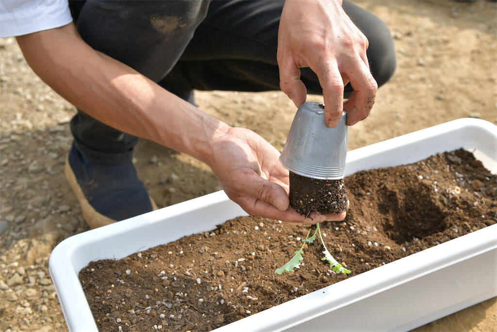 初めてのプランター栽培 この春デビュー ベランダ菜園でルッコラ他 おしゃれな西洋野菜を育てよう 22年3月16日 エキサイトニュース 4 4 初めてのプランター栽培 この春デビュー ベランダ菜園でルッコラ他 おしゃれな西洋野菜を育てよう 22年3月16日 エキサイトニュース 4 4