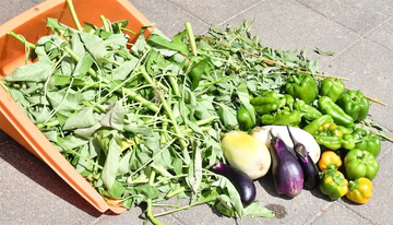 【にちにち農ガール】楽しくて美味しい夏をありがとう！夏野菜の後始末＆最後の収穫祭♪そして秋野菜へ…