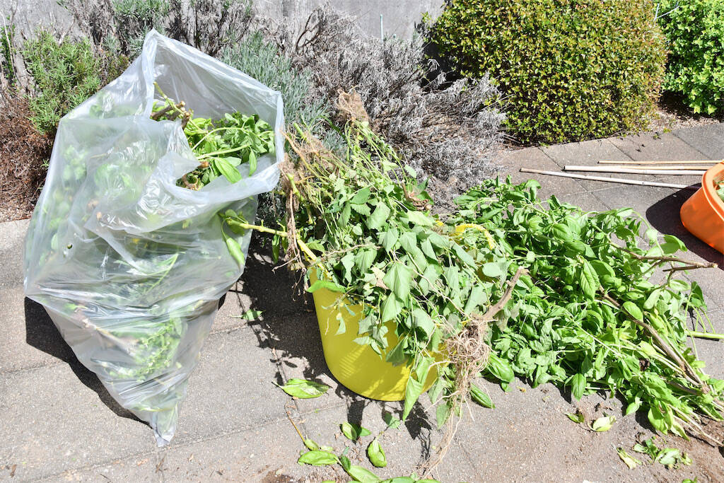 【にちにち農ガール】楽しくて美味しい夏をありがとう！夏野菜の後始末＆最後の収穫祭♪そして秋野菜へ…