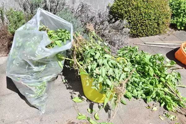 「【にちにち農ガール】楽しくて美味しい夏をありがとう！夏野菜の後始末＆最後の収穫祭♪そして秋野菜へ…」の画像