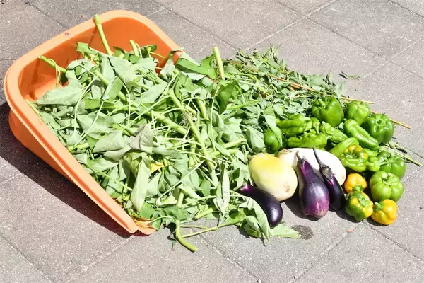 「【にちにち農ガール】楽しくて美味しい夏をありがとう！夏野菜の後始末＆最後の収穫祭♪そして秋野菜へ…」の画像