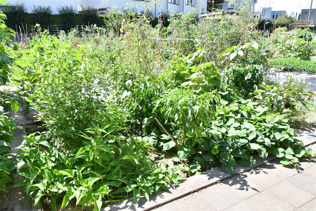 【にちにち農ガール】楽しくて美味しい夏をありがとう！夏野菜の後始末＆最後の収穫祭♪そして秋野菜へ…