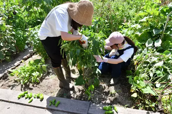 「【にちにち農ガール】楽しくて美味しい夏をありがとう！夏野菜の後始末＆最後の収穫祭♪そして秋野菜へ…」の画像