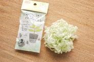 【ダイソーでキッチン菜園】土を使わず水耕栽培！虫もつかん！肥料の染みた繊維に種蒔くだけだって♪