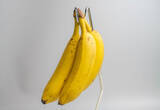 「【バナナ長持ち保存術】農家直伝！1房買ったらバナナスタンド…ではなく、1本1本にバラして常温保存!?」の画像1