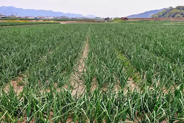 「【農業女子インタビュー】プロ三味線奏者から…玉ねぎ農家に転身！地域を盛り上げる“芸農人”に密着」の画像