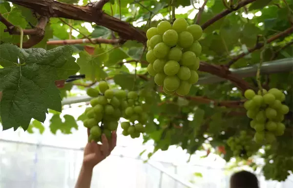 「【産直サービス】野菜が届く…だけじゃない「農家の宅配便」頼んでみた！え、レシピ付き？収穫体験付き!?」の画像