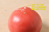 「【青髪のテツ】「トマトの美麗カット術を紹介します！」コツは…お尻!?もう飛び散らない♪つぶれない♪」の画像4
