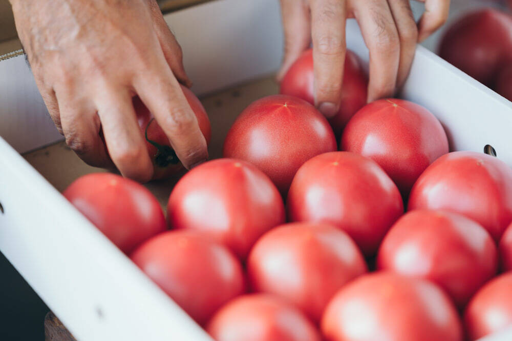 【口コミ人気No.1の農家直伝】トマトの素材の味が伝わる「極上ブルスケッタ」を紹介！サラダより美味い!?