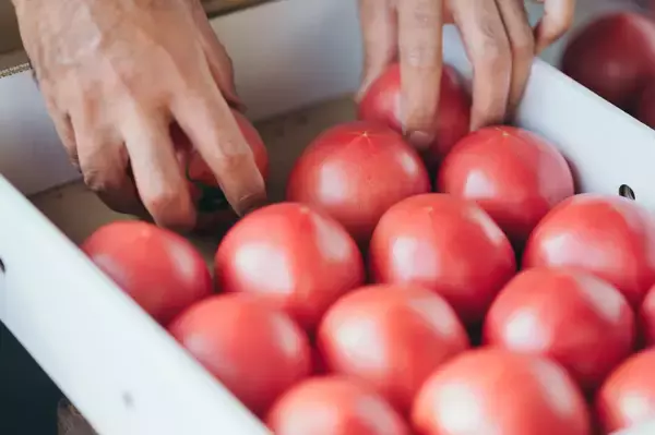 「【口コミ人気No.1の農家直伝】トマトの素材の味が伝わる「極上ブルスケッタ」を紹介！サラダより美味い!?」の画像