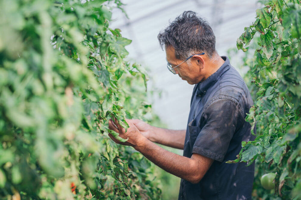 【口コミ人気No.1の農家直伝】トマトの素材の味が伝わる「極上ブルスケッタ」を紹介！サラダより美味い!?