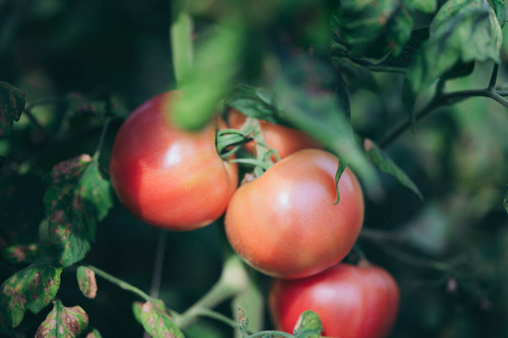 【口コミ人気No.1の農家直伝】トマトの素材の味が伝わる「極上ブルスケッタ」を紹介！サラダより美味い!?