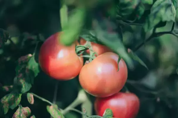 「【口コミ人気No.1の農家直伝】トマトの素材の味が伝わる「極上ブルスケッタ」を紹介！サラダより美味い!?」の画像