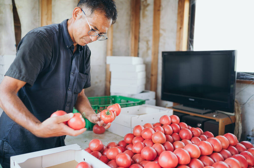 【口コミ人気No.1の農家直伝】トマトの素材の味が伝わる「極上ブルスケッタ」を紹介！サラダより美味い!?