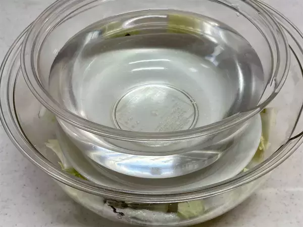 「【冷蔵庫普及前のガチ保存食】昭和27年のレシピで「白菜漬け」仕込んでみた！塩味しっかり甘みもジュワッと♡」の画像