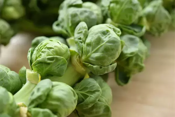 「【農家直伝！芽キャベツ初心者のあなたへ】保存法から下処理、簡単レシピまで一挙紹介！えっ「浅漬け」が最高なの!?」の画像