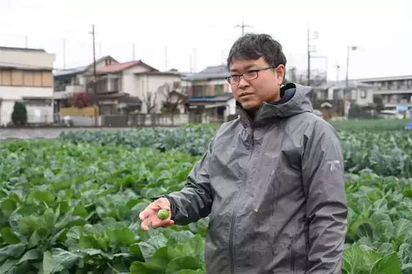 「【農家直伝！芽キャベツ初心者のあなたへ】保存法から下処理、簡単レシピまで一挙紹介！えっ「浅漬け」が最高なの!?」の画像
