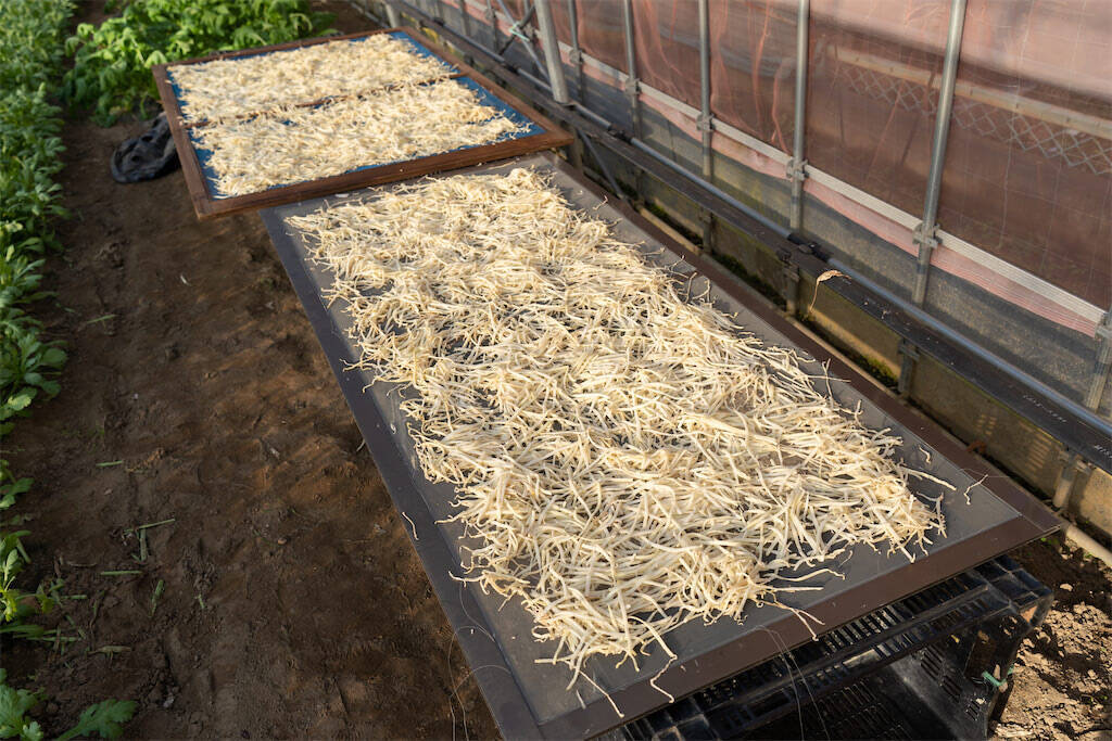 【農家直伝！】大根1本丸ごと自家製切り干し大根にしてみた！…からの「切り干し大根煮」渋味に癒される～