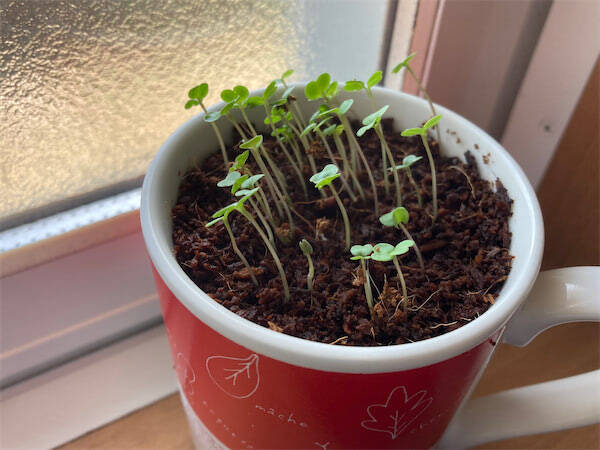 ダイソー栽培セットお試し マグカップで サラダルッコラ を種から育ててみた 収穫まで15日はホントか 22年5月26日 エキサイトニュース ダイソー栽培セットお試し マグカップで サラダルッコラ を種から育ててみた 収穫まで15日はホントか 22年5月26日 エキサイトニュース