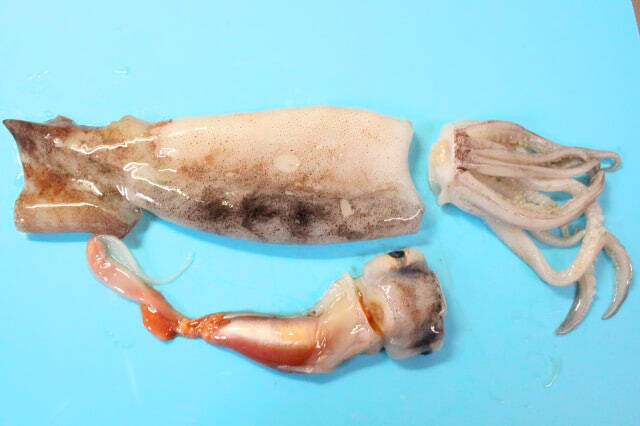 【トマトにはイカが合う】フライパンで15分♪上田淳子流「イカのトマト煮」作ってみた！胴は後入れで柔～い♡