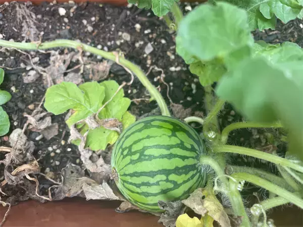 「【家庭菜園・収穫編⁉】東京のベランダで「スイカ」は育ったのか？プランターと格闘した3か月半の記録【#スイカプロジェクト2022】」の画像