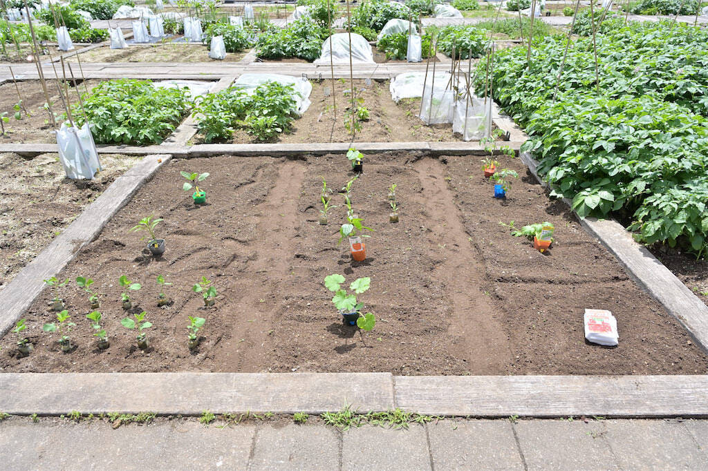 農作業初心者な「にちにち農ガール」2人が初めての野菜作り・体験レポ【その2：夏野菜を苗から育てる編】