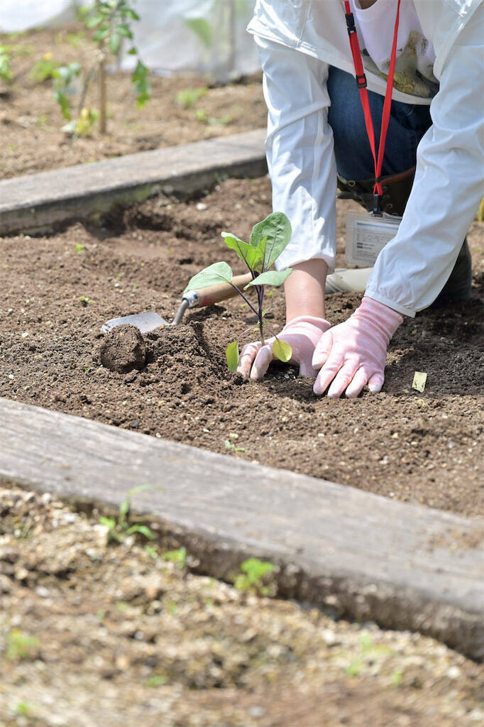 農作業初心者な「にちにち農ガール」2人が初めての野菜作り・体験レポ【その2：夏野菜を苗から育てる編】