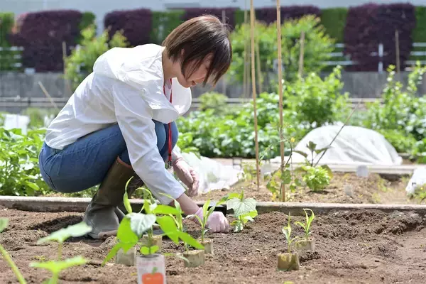 「農作業初心者な「にちにち農ガール」2人が初めての野菜作り・体験レポ【その2：夏野菜を苗から育てる編】」の画像