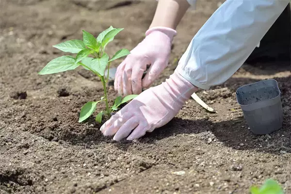 「農作業初心者な「にちにち農ガール」2人が初めての野菜作り・体験レポ【その2：夏野菜を苗から育てる編】」の画像