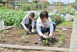 「農作業初心者な「にちにち農ガール」2人が初めての野菜作り・体験レポ【その2：夏野菜を苗から育てる編】」の画像14