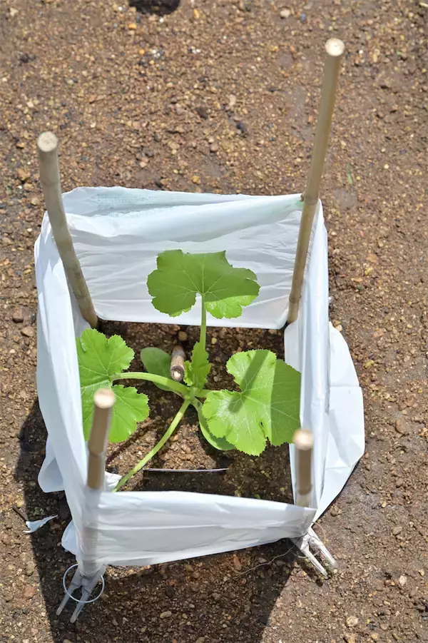 「農作業初心者な「にちにち農ガール」2人が初めての野菜作り・体験レポ【その2：夏野菜を苗から育てる編】」の画像