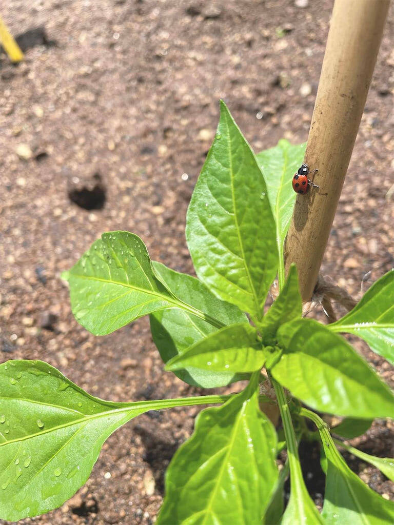 農作業初心者な「にちにち農ガール」2人が初めての野菜作り・体験レポ【その2：夏野菜を苗から育てる編】