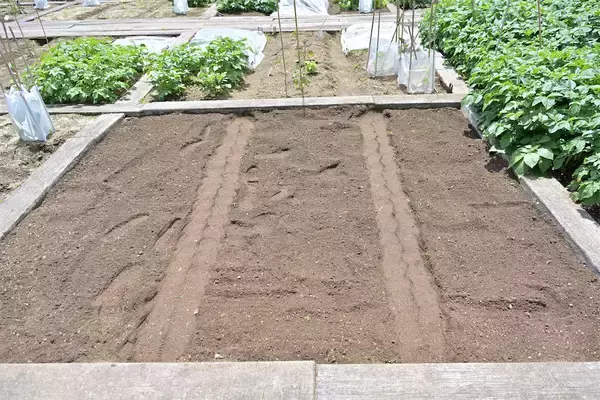 「農作業初心者な「にちにち農ガール」2人が初めての野菜作り・体験レポ【その2：夏野菜を苗から育てる編】」の画像