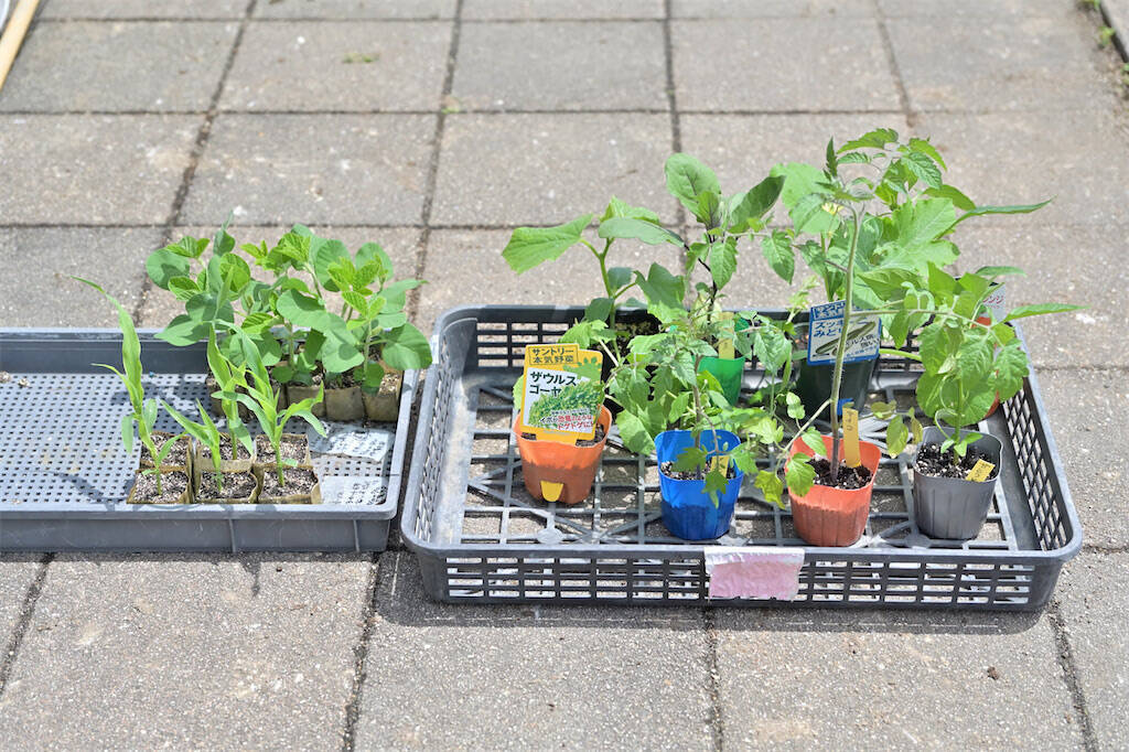 農作業初心者な「にちにち農ガール」2人が初めての野菜作り・体験レポ【その2：夏野菜を苗から育てる編】