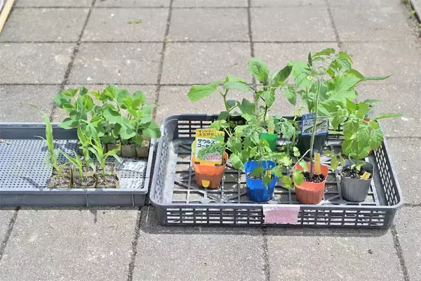 「農作業初心者な「にちにち農ガール」2人が初めての野菜作り・体験レポ【その2：夏野菜を苗から育てる編】」の画像