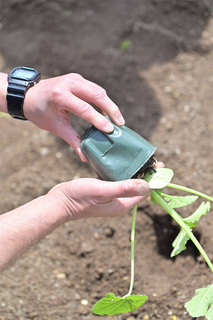 農作業初心者な「にちにち農ガール」2人が初めての野菜作り・体験レポ【その2：夏野菜を苗から育てる編】